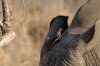 Red-billed Oxpecker :: Rotschnabelmadenhacker