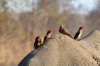 Red-billed Oxpecker :: Rotschnabelmadenhacker