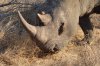 White Rhino or White Rhinoceros :: Breitmaulnashorn