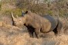 White Rhino or White Rhinoceros :: Breitmaulnashorn