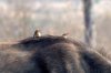 Red-billed Oxpecker :: Rotschnabelmadenhacker