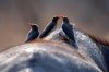 Red-billed Oxpecker :: Rotschnabelmadenhacker