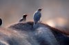 Red-billed Oxpecker :: Rotschnabelmadenhacker