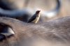 Red-billed Oxpecker :: Rotschnabelmadenhacker