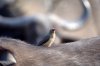 Red-billed Oxpecker :: Rotschnabelmadenhacker