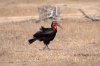 Ground Hornbill :: Hornrabe