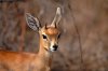 Steenbok