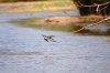 Pied Kingfisher :: Graufischer