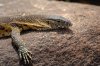 Monitor lizard :: Waran