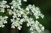 Alpenblume - Ohne Titel