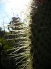 Spinnennetz in Kaktus
