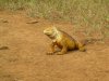 Land Iguana :: Landleguan