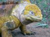 Land Iguana :: Landleguan
