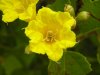 Gelbe Cordie :: Yellow Cordia