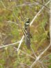 Galapagos-Heuschrecke :: Large Painted Locust