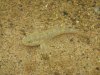 Grundel :: Goby