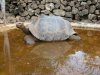 Galapagos-Riesenschildkrte :: Galapagos Tortoise