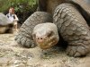 Galapagos-Riesenschildkrte :: Galapagos Tortoise