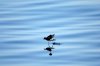 Galapagos-Wellenlufer :: Galapagos Storm Petrel