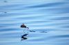 Galapagos-Wellenläufer :: Galapagos Storm Petrel
