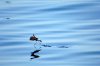 Galapagos-Wellenlufer :: Galapagos Storm Petrel