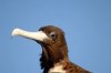 Prachtfregattvogel :: Magnificent Frigatebird