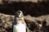 Galpagos-Pinguin :: Galpagos Penguin