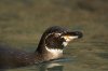 Galpagos-Pinguin :: Galpagos Penguin