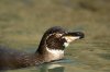 Galpagos-Pinguin :: Galpagos Penguin