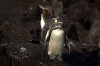 Galpagos-Pinguin :: Galpagos Penguin