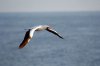 Maskentlpel :: Masked Booby