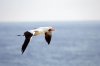 Maskentlpel :: Masked Booby