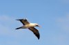 Maskentlpel :: Masked Booby