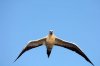 Rotfutlpel :: Red-footed Booby