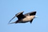 Rotfutlpel :: Red-footed Booby