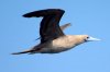 Rotfutlpel :: Red-footed Booby