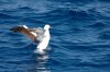 Maskentlpel :: Masked Booby