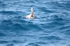 Maskentlpel :: Masked Booby