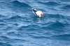 Maskentlpel :: Masked Booby