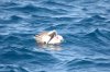 Maskentlpel :: Masked Booby