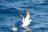 Maskentlpel :: Masked Booby