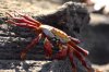 Sally Lightfoot Crab :: Rote Klippenkrabbe