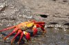 Sally Lightfoot Crab :: Rote Klippenkrabbe