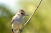 Galapagos-Tyrann :: Galapagos Flycatcher