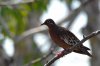 Galapagos-Taube :: Galapagos Dove