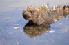 Meerechse :: Marine Iguana