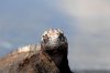 Meerechse :: Marine Iguana