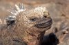 Meerechse :: Marine Iguana