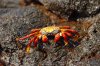 Sally Lightfoot Crab :: Rote Klippenkrabbe