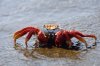 Sally Lightfoot Crab :: Rote Klippenkrabbe